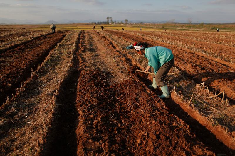 황해남도 협동농장에서 북한 농민들이 밭에서 일을 하고 있다.