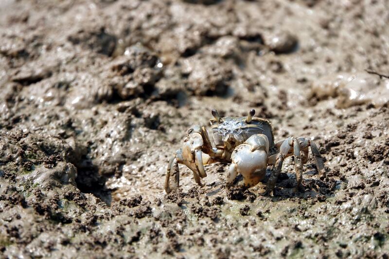 金门潮间带生态逐年退化,许多生物被消失,侧足厚蟹已几近绝迹。